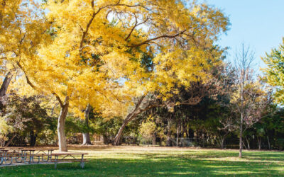 Top 7 Parks on the Boise Bench (Local Favorites)